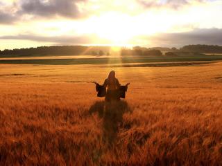 обои Рассвет на пшеничном поле фото