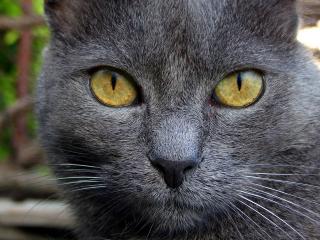 обои Серый кот с желтыми глазами фото