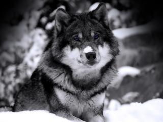 обои Черно - белый портрет волка фото