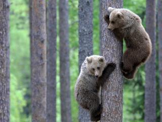 обои Два медвежонка лезут на сосну фото