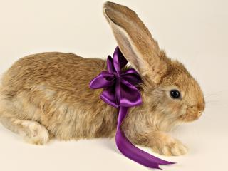 обои Кролик с фиолетовой ленточкой фото