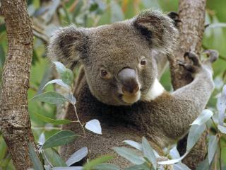 обои для рабочего стола: Koala in Eucalyptus Tree, Australia красиво