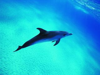 обои Дельфин в одиночестве фото