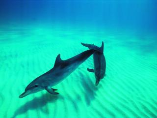 обои Влюбленные дельфины. фото