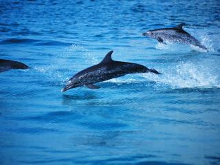 обои Дельфины резвятся над водой фото