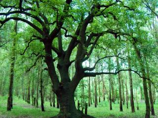 обои Вековое дерево вековой лес фото