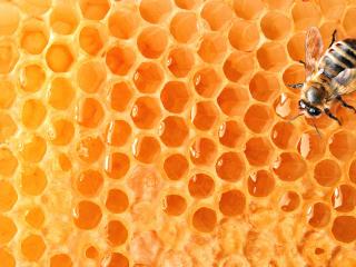 обои для рабочего стола: Пчела на сотах с мёдом