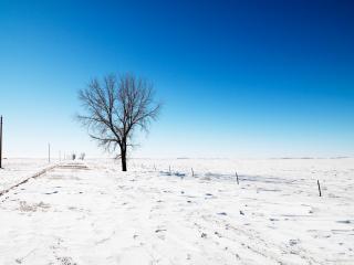 обои Русское поле зимой фото