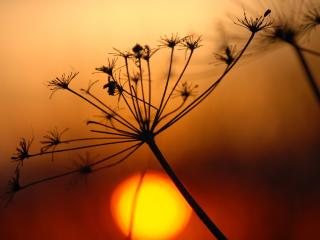 обои Закат солнца и растения фото