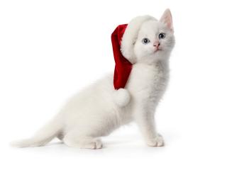обои Белый пушистый котенок в красной шапке фото