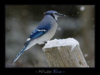 обои Голубая птица холодной зимой фото