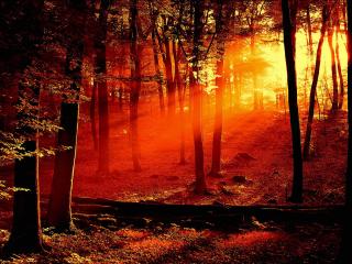 обои Солнечный свет в чаще леса фото
