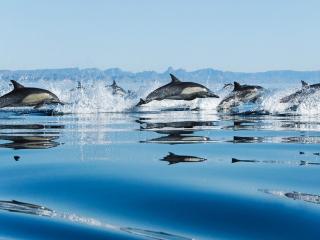 обои Стая летящих дельфинов фото