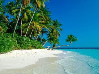 обои Пляж море пальмы фото