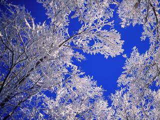 обои Ветки дерева покрытые инеем, зима фото