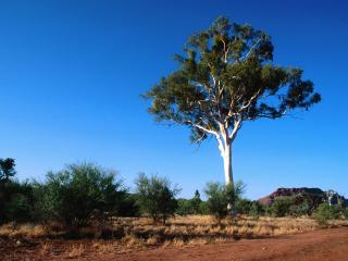 обои Одинокое дерево летом, на песке, на фоне голубого неба фото