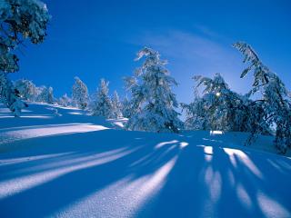 обои Тени деревьев на снегу фото