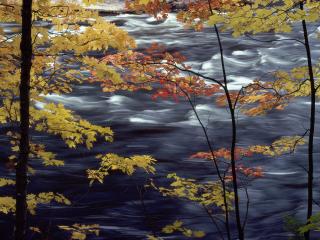 обои Желто-красные листья на фоне реки фото