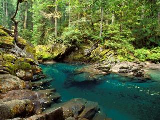 обои Голубая вода в лесу фото