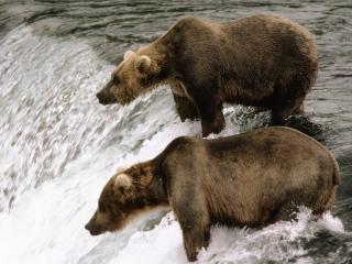 обои Два бурых медведя прыгают в реку фото