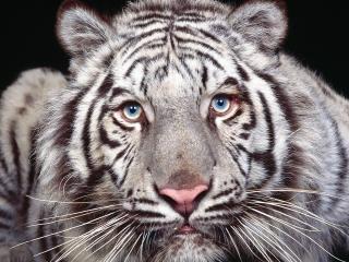 обои Тигр с полосками как у зебры фото