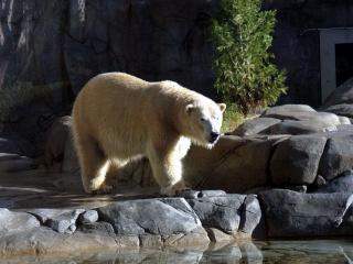 обои Белый медведь в зоопарке фото