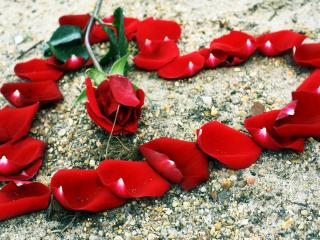 обои Сердце выложенное лепестками красной розы фото