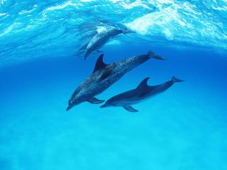 обои Морской заплыв дельфинов фото