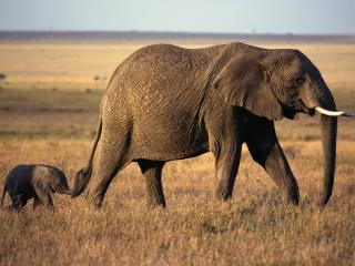 обои Слониха со слоненком ведет его фото