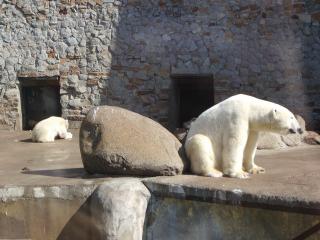 обои Белые медведи в зоопарке - прижался к камню фото