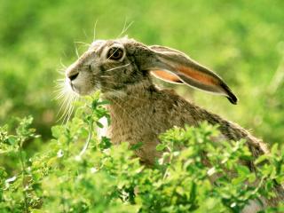 обои Испуганный кролик в траве фото