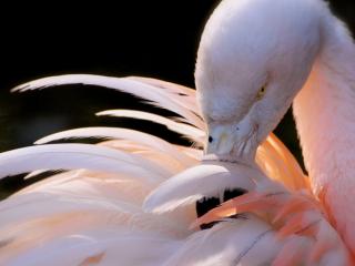обои Фламинго чистит перья фото