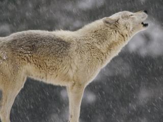 обои Волк воет под снегом фото