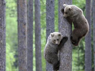 обои Два медвежонка на дереве фото