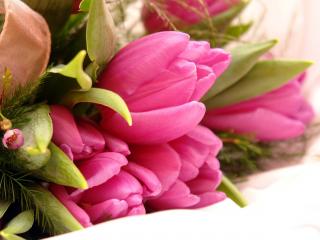 обои Букет тюльпанов на 8 марта фото
