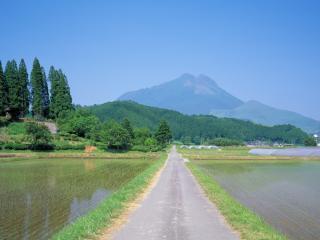 обои Дорога среди рисовых полей фото