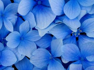 обои Голубые лепестки цветов фото