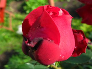 обои Большой бутон красной розы фото