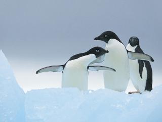 обои Пингвины указывают направления фото