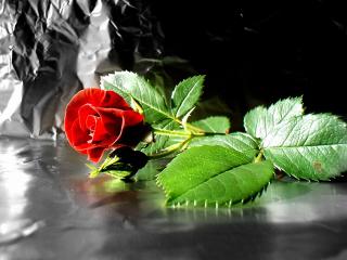 обои Упавшая красная роза фото