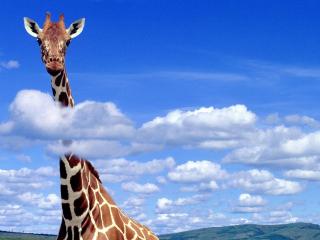 обои Жираф за хмарами фото