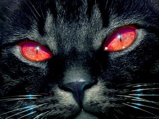 обои Кот с красными глазами фото