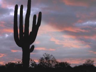 обои для рабочего стола: Гигантский кактус, штат Аризона