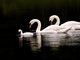 обои Семейка лебедей на пруду фото