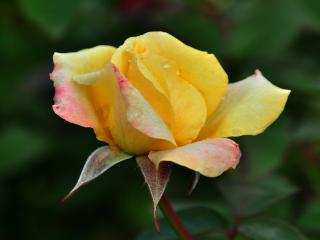 обои Желтая роза с красным оттенком на лепестках фото
