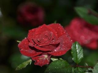 обои Бардовая роза с росой фото