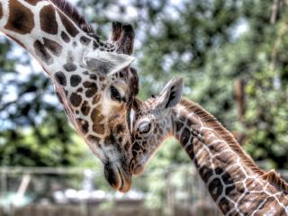 обои Жирафы. Малыш и мама фото