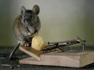 обои Мышь и мышеловка фото