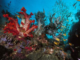 обои Разнообразие подводного мира фото
