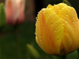 обои Желтый цветок тюльпан фото